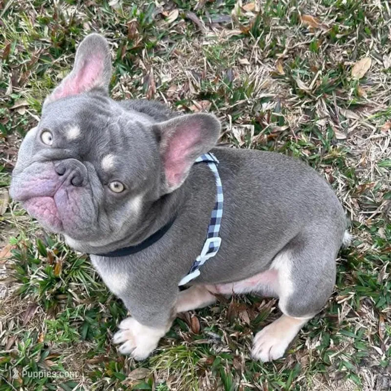 PUPPIES ARE HERE! SEE OTHER POSTS!! – French Bulldog puppy for sale in Jacksonville, FL
