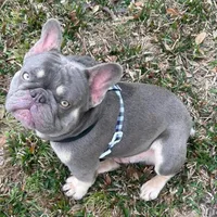 PUPPIES ARE HERE! SEE OTHER POSTS!!, a  French Bulldog for sale in Jacksonville, FL – Photo 1 of 10