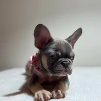 PUPPIES ARE HERE! SEE OTHER POSTS!!, a  French Bulldog for sale in Jacksonville, FL – Photo 6 of 10