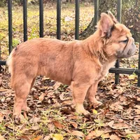 PUPPIES ARE HERE! SEE OTHER POSTS!!, a  French Bulldog for sale in Jacksonville, FL – Photo 3 of 10