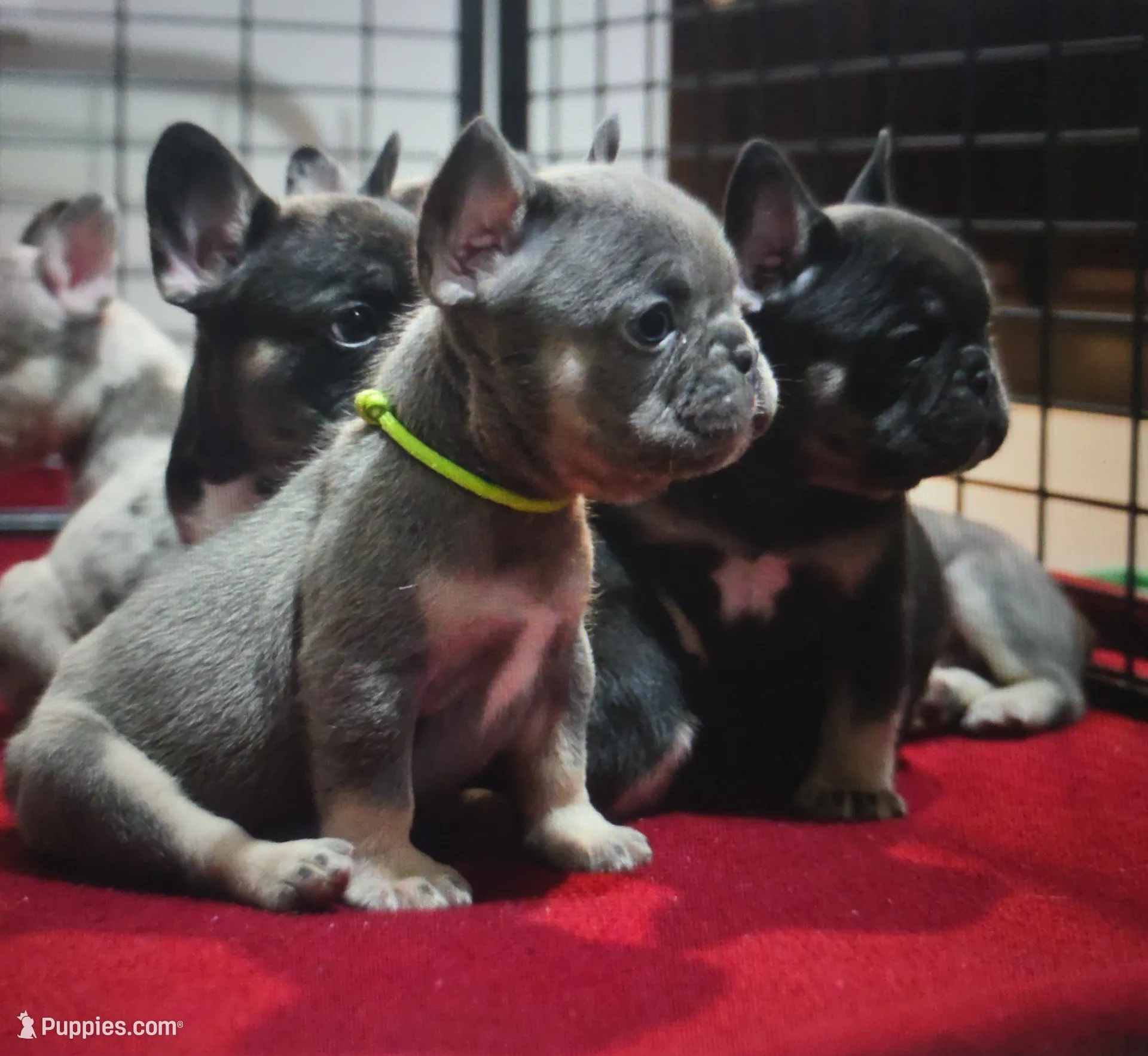 PUPPIES ARE HERE! SEE OTHER POSTS!!, a  French Bulldog for sale in Jacksonville, FL – Photo 5 of 10