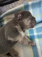 Lilac fluffy female , a female French Bulldog for sale in Jacksonville, FL – Photo 3 of 4