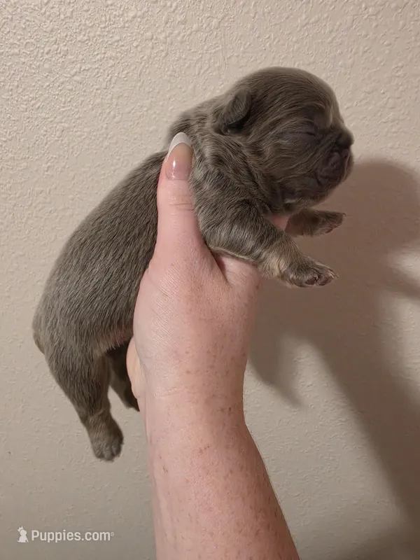 Lilac fluffy female  – French Bulldog puppy for sale in Jacksonville, FL