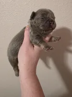 Lilac fluffy female , a female French Bulldog for sale in Jacksonville, FL – Photo 2 of 4