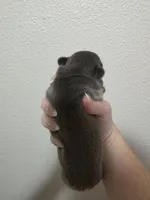 Blue female , a female French Bulldog for sale in Jacksonville, FL – Photo 2 of 3