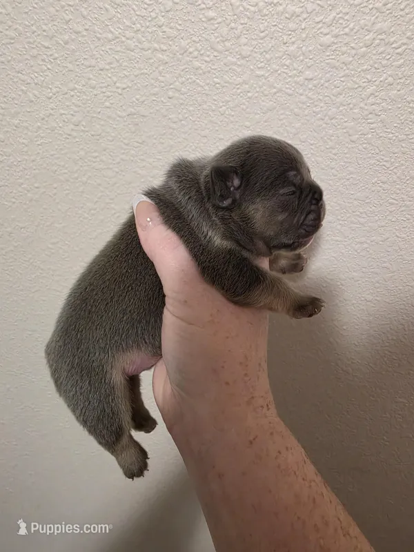 Blue female  – French Bulldog puppy for sale in Jacksonville, FL