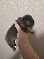 Blue female , a female French Bulldog for sale in Jacksonville, FL – Photo 1 of 3