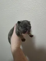 Blue female , a female French Bulldog for sale in Jacksonville, FL – Photo 3 of 3