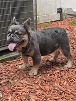 Adult fluffy lilac female , a female French Bulldog for sale in Jacksonville, FL – Photo 3 of 4