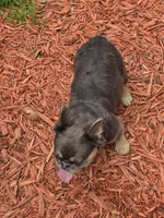 Adult fluffy lilac female , a female French Bulldog for sale in Jacksonville, FL – Photo 4 of 4