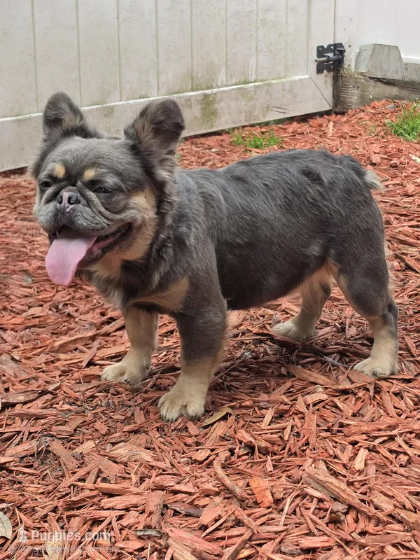 Adult fluffy lilac female  – French Bulldog puppy for sale in Jacksonville, FL