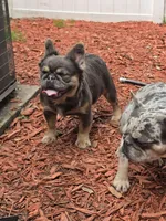 Adult fluffy lilac female , a female French Bulldog for sale in Jacksonville, FL – Photo 2 of 4