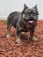 Adult fluffy lilac female , a female French Bulldog for sale in Jacksonville, FL – Photo 1 of 4