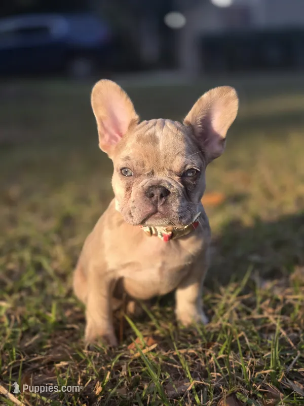 Isabella Merle female