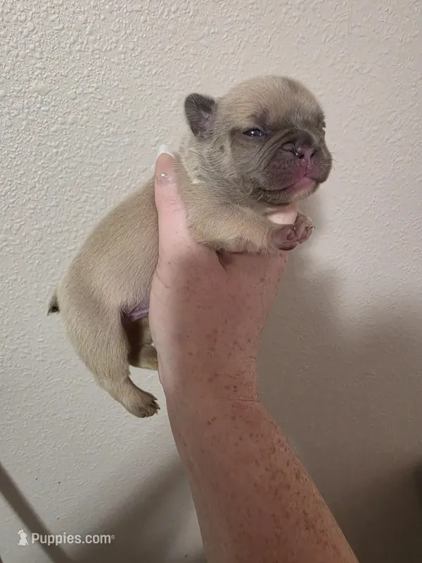 Lilac fawn male – French Bulldog puppy for sale in Jacksonville, FL
