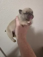 Lilac fawn male, a female French Bulldog for sale in Jacksonville, FL – Photo 1 of 3