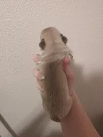 Lilac fawn male, a female French Bulldog for sale in Jacksonville, FL – Photo 2 of 3