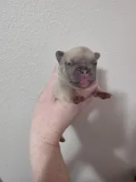 Lilac fawn male, a female French Bulldog for sale in Jacksonville, FL – Photo 3 of 3
