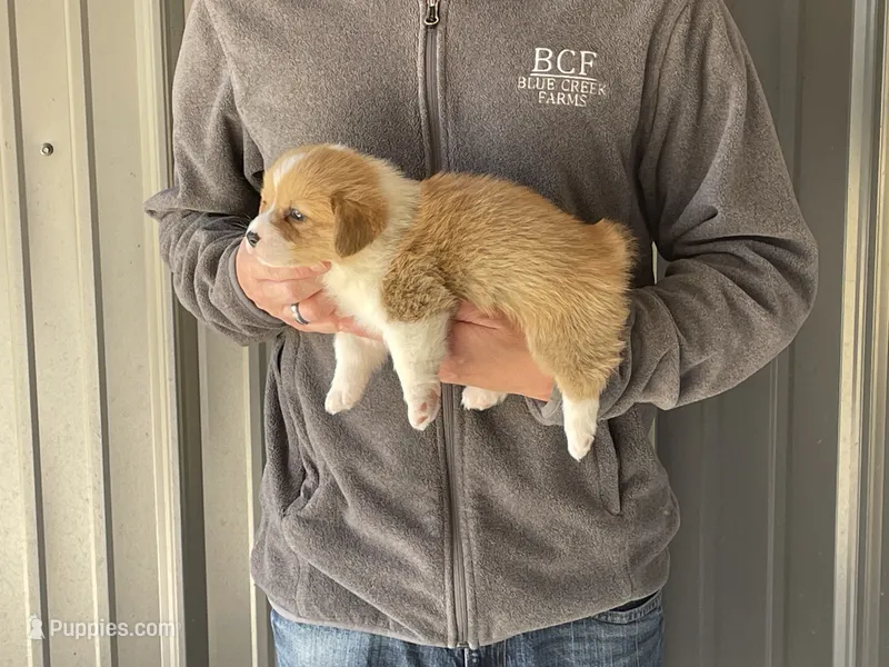 Peppa - Female 1 – Pembroke Welsh Corgi puppy for sale in Jefferson, SC