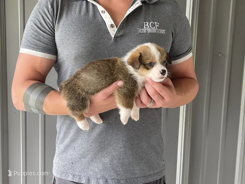 Lue Lue - Male 3 – Pembroke Welsh Corgi puppy for sale in Jefferson, SC