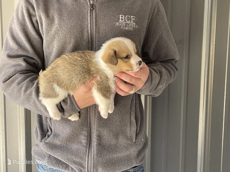 Peppa - Male 1 – Pembroke Welsh Corgi puppy for sale in Jefferson, SC