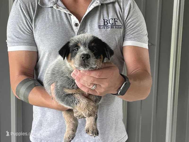 Mable - Male 1 – Australian Cattle Dog puppy for sale in Jefferson, SC
