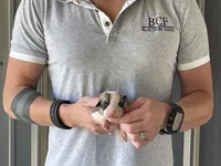 Maddy - Female 2, a female Pembroke Welsh Corgi for sale in Jefferson, SC – 3 of 4