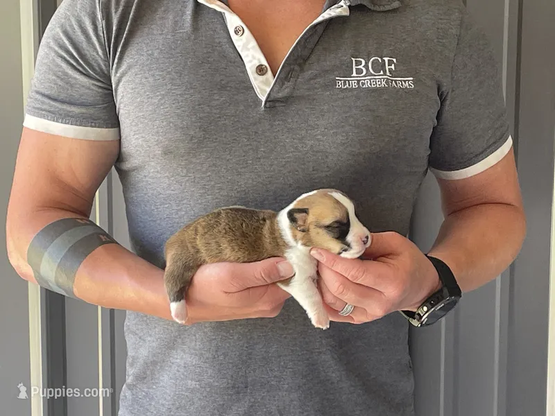 Tulip - Female 4 – Pembroke Welsh Corgi puppy for sale in Jefferson, SC