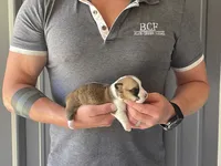 Tulip - Female 4, a female Pembroke Welsh Corgi for sale in Jefferson, SC – 1 of 4