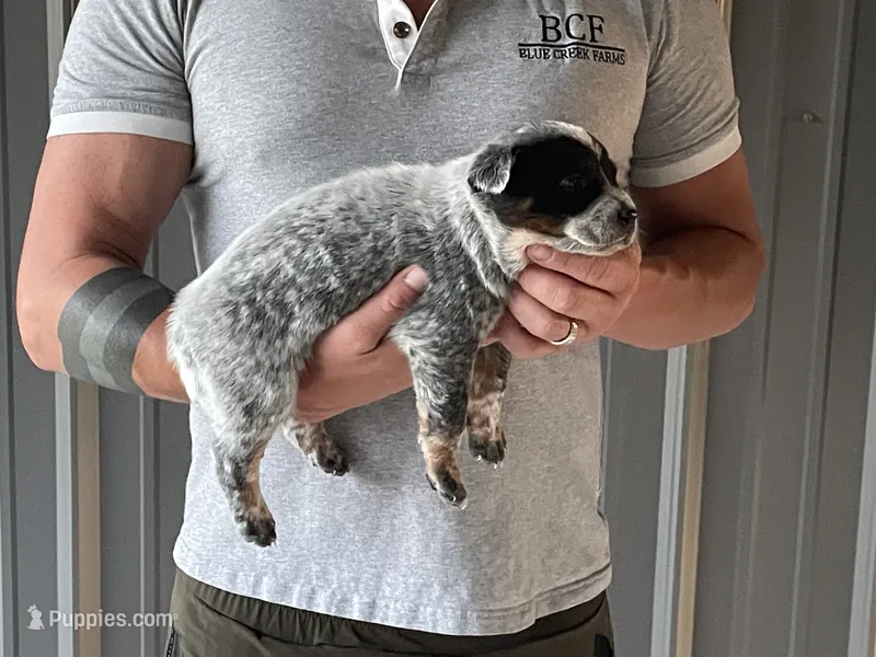 Ann - Male 1 – Australian Cattle Dog puppy for sale in Jefferson, SC