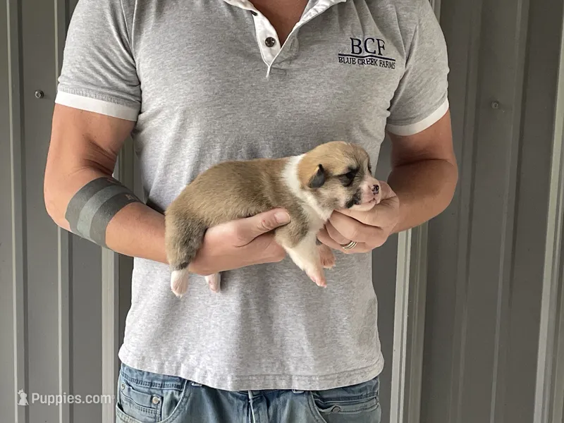 Maddy - Male 3 – Pembroke Welsh Corgi puppy for sale in Jefferson, SC