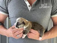 Lue Lue - Male 1, a male Pembroke Welsh Corgi for sale in Jefferson, SC – 1 of 4