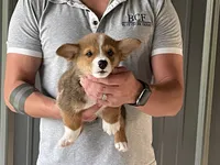 Lue Lue - Male 4, a male Pembroke Welsh Corgi for sale in Jefferson, SC – 4 of 4