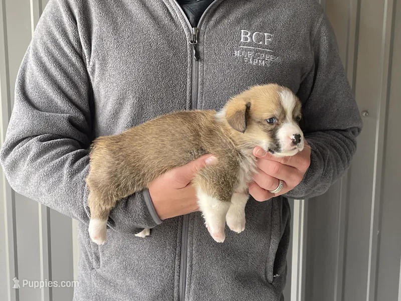 Olive - Male 3 – Pembroke Welsh Corgi puppy for sale in Jefferson, SC