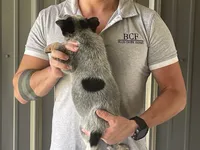 Eve - Female 1, a female Australian Cattle Dog for sale in Jefferson, SC – 3 of 4