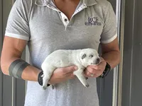 River - Female 1, a female Australian Cattle Dog for sale in Jefferson, SC – 1 of 4