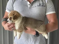 Olive - Female 1, a female Pembroke Welsh Corgi for sale in Jefferson, SC – 2 of 4