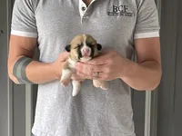 Peppa - Female 4, a female Pembroke Welsh Corgi for sale in Jefferson, SC – 3 of 4