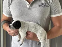 Eve - Male 3, a male Australian Cattle Dog for sale in Jefferson, SC – 3 of 4