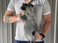 Eve - Male 1, a male Australian Cattle Dog for sale in Jefferson, SC – 2 of 4