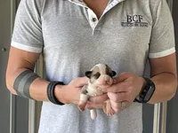Maddy - Male 1, a male Pembroke Welsh Corgi for sale in Jefferson, SC – 2 of 4