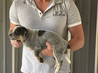 Eve - Female 1, a female Australian Cattle Dog for sale in Jefferson, SC – 4 of 4