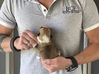 Maddy - Male 4, a male Pembroke Welsh Corgi for sale in Jefferson, SC – 4 of 4