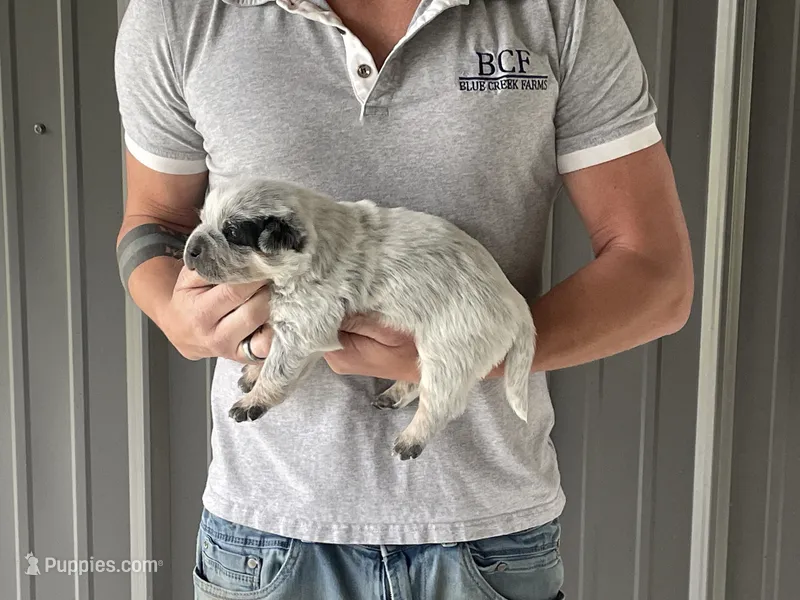 River - Female 2 – Australian Cattle Dog puppy for sale in Jefferson, SC