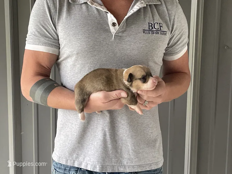 Maddy - Male 2 – Pembroke Welsh Corgi puppy for sale in Jefferson, SC