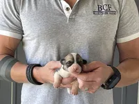 Maddy - Female 1, a female Pembroke Welsh Corgi for sale in Jefferson, SC – 3 of 4