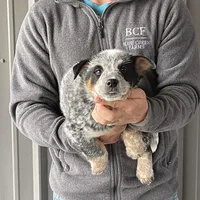 Jessi - Male 2, a male Australian Cattle Dog for sale in Jefferson, SC – Photo 2 of 3