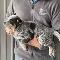 Jessi - Male 2, a male Australian Cattle Dog for sale in Jefferson, SC – Photo 3 of 3