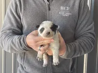 processed/8b533c5d-fcfb-4cef-86df-0977ab09ed17/listing/1ff8bc93-48cc-4766-9ba6-f61274c38074/968cf67f-6f4b-4e46-820e-aafc3e89b3c8