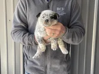 Jessi - Male 1, a male Australian Cattle Dog for sale in Jefferson, SC – Photo 3 of 3